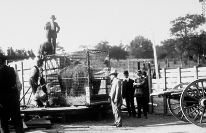 In 1907, support from companies like American Express made it possible for the society to send 15 bison by train to Oklahoma's Wichita Mountains Wildlife Preserve to help restore herds to the Western Plains.