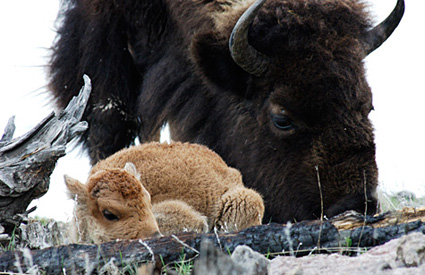 As North America's largest mammal, bison provide one of the last evolutionary links to the Pleistocene era, a period (1.8 million to 11,550 years ago) when huge mammals dominated the landscape.