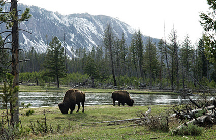 By designating the bison our national mammal, we'll help raise the profile of bison to the benefit of many different groups, including producers, conservation organizations, and tribes, while also honoring our national heritage.